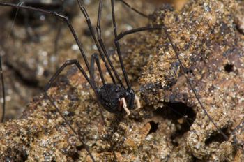Media type: image; Invertebrate Zoology 129512